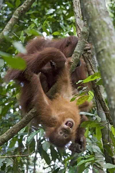 Sumatran Orangutan (Pongo abelii) juvenile aged 2