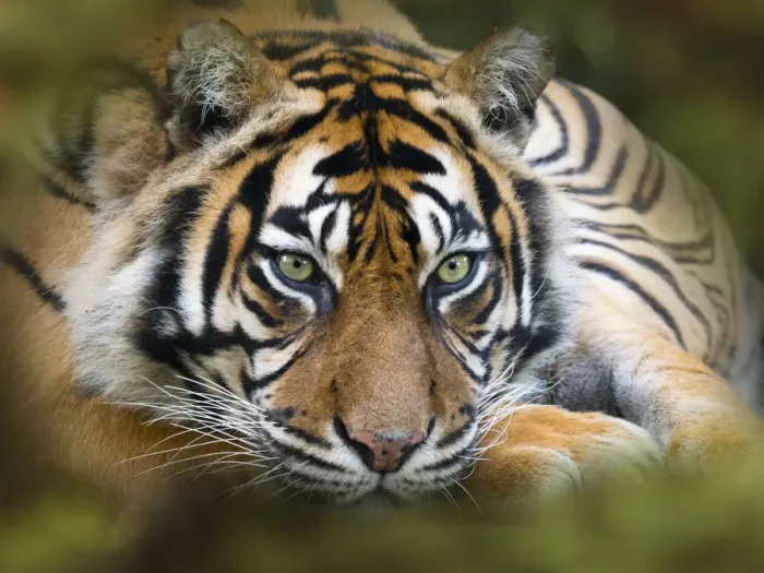 Framed Print : Sumatran tiger (Panthera tigris sondaica). Captive, with digitally added leaf pattern