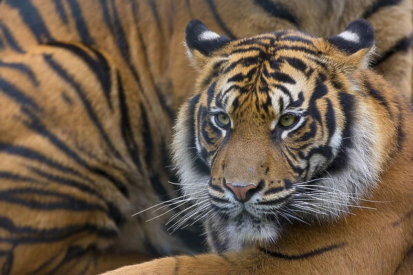Sumatran tiger (Panthera tigris sumatrae), captive, occurs in Sumatra, Indonesia