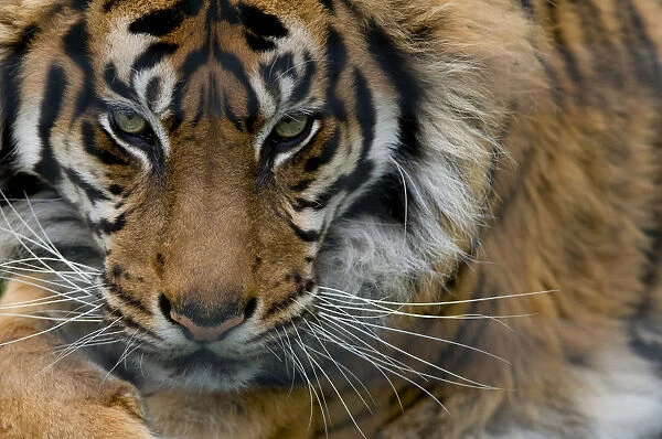 Sumatran tiger (Panthera tigris sumatrae) close-up head portrait, captive