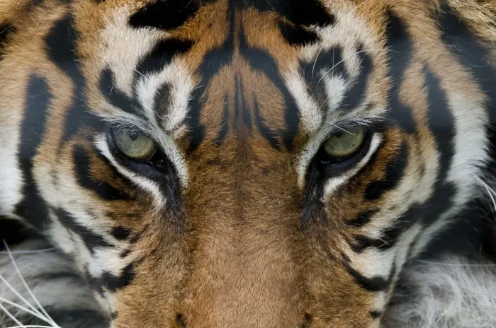Framed Print : Sumatran tiger (Panthera tigris sumatrae) close-up of eyes, captive Framed Print : Sumatran tiger (Panthera tigris sumatrae) close-up of eyes, captive