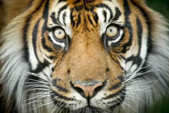 Framed Print : Sumatran tiger (Panthera tigris tigris / Panthera tigris altaica) close up portrait, captive Framed Print : Sumatran tiger (Panthera tigris tigris / Panthera tigris altaica) close up portrait, captive