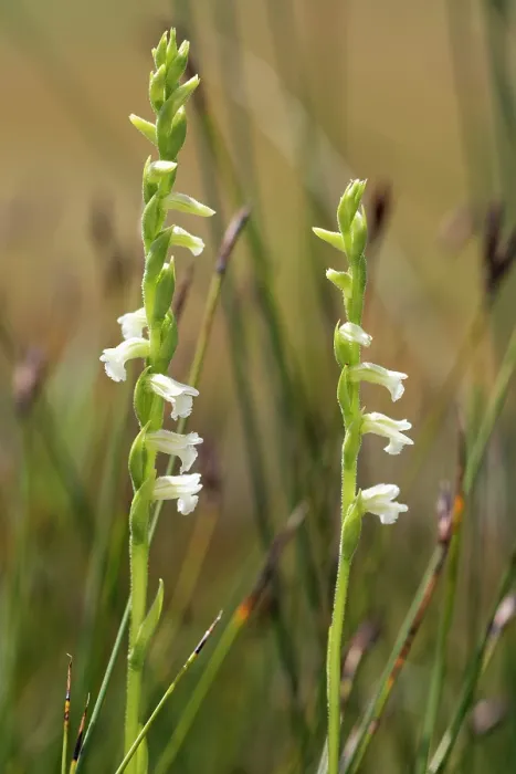 Framed Print : Summer lady's tresses (Spiranthes aestivalis) in flower on moorland, Upper Bavaria, Germany. July Framed Print : Summer lady's tresses (Spiranthes aestivalis) in flower on moorland, Upper Bavaria, Germany. July