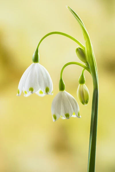 Summer snowflake (Leucojum aestivum), restricted to the Thames Valley