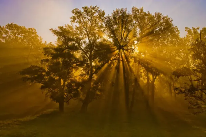 Framed Print : Sun beams passing through misty trees, Montezuma National Wildlife Refuge, New York, USA Framed Print : Sun beams passing through misty trees, Montezuma National Wildlife Refuge, New York, USA
