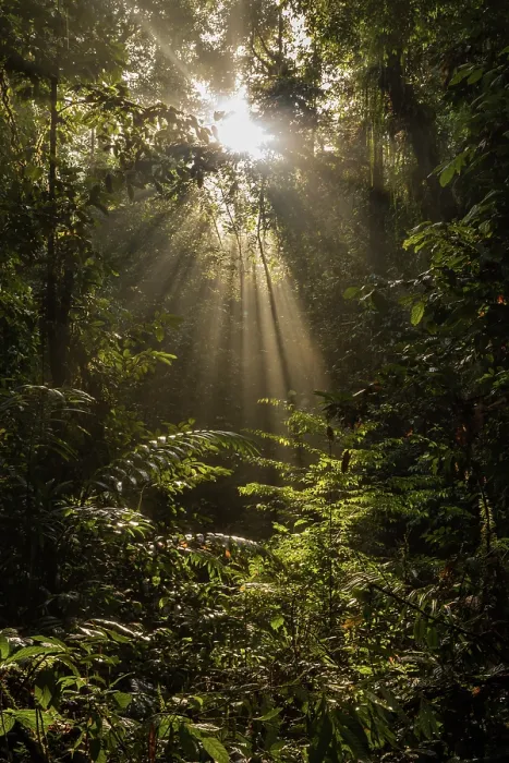 Framed Print : Sun breaking through the canopy in pristine rainforest, Tawau National Park, Sabah, Malyasian Borneo. February, 2018 Framed Print : Sun breaking through the canopy in pristine rainforest, Tawau National Park, Sabah, Malyasian Borneo. February, 2018