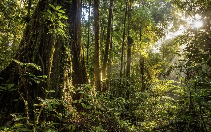Framed Print : Sun breaking through the canopy in pristine rainforest, Tawau National Park, Sabah, Malyasian Borneo. February, 2018 Framed Print : Sun breaking through the canopy in pristine rainforest, Tawau National Park, Sabah, Malyasian Borneo. February, 2018