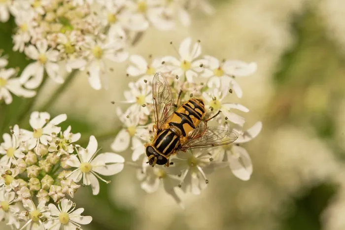 Framed Print : Sun fly (Helophilus pendulus) female, resting on Cow parsnip (Heracleum sphondylium) flower, Berrington Hall Pool SSSI, Herefordshire, England, UK. June Framed Print : Sun fly (Helophilus pendulus) female, resting on Cow parsnip (Heracleum sphondylium) flower, Berrington Hall Pool SSSI, Herefordshire, England, UK. June