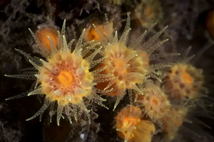 Framed Print : Sun  /  Tube coral (Tubastraea sp) with tentacles extended to catch zooplankton. Gulf of Bohai