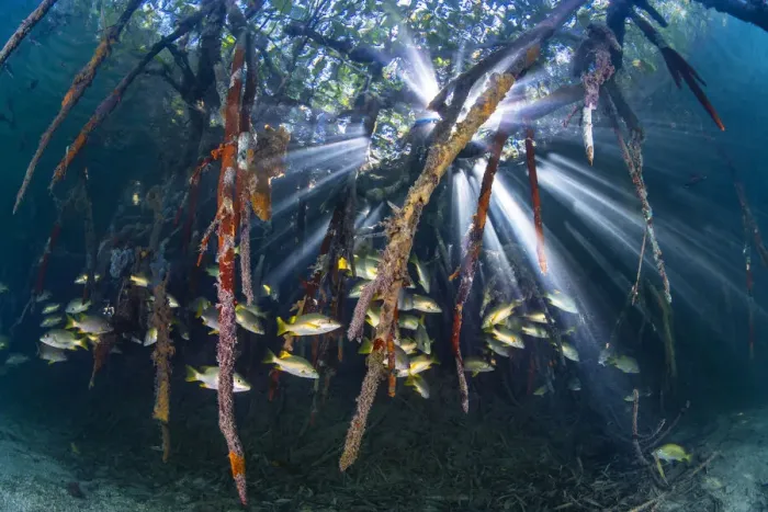 Framed Print : Sunbeams play through the roots of red mangrove trees (Rhizophora sp Framed Print : Sunbeams play through the roots of red mangrove trees (Rhizophora sp