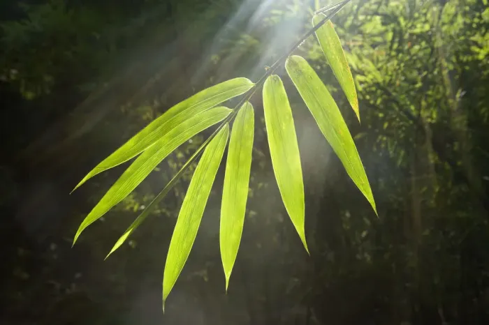 Framed Print : Sunbeams shining through Bamboo (Bambusidae) leaves. Shunan Zhuhai National Park, Sichuan Province Framed Print : Sunbeams shining through Bamboo (Bambusidae) leaves. Shunan Zhuhai National Park, Sichuan Province