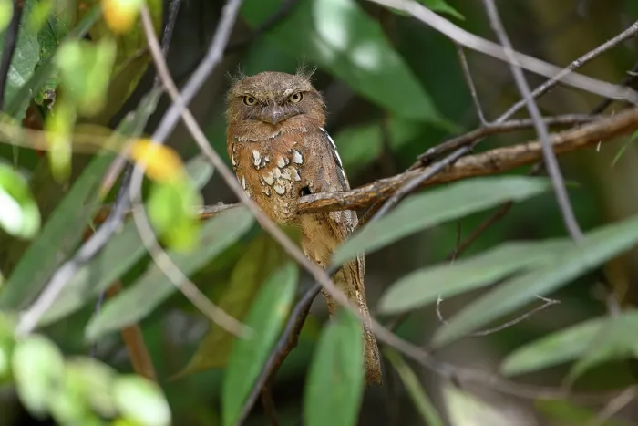 Framed Print : Sunda frogmouth (Batrachostomus cornutus) rufous morph, perched on branch in dense river-side vegetation, Lower Kinabatangan River, Sabah, Borneo Framed Print : Sunda frogmouth (Batrachostomus cornutus) rufous morph, perched on branch in dense river-side vegetation, Lower Kinabatangan River, Sabah, Borneo