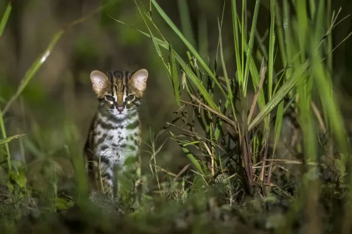 Framed Print : Sunda leopard cat (Prionailurus javanensis) kitten. Sabah, Malaysian Borneo
