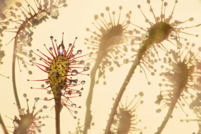 Framed Print : Sundew (Drosera intermedia) the Netherlands. Winner of the Landscapes, Waterscapes Framed Print : Sundew (Drosera intermedia) the Netherlands. Winner of the Landscapes, Waterscapes