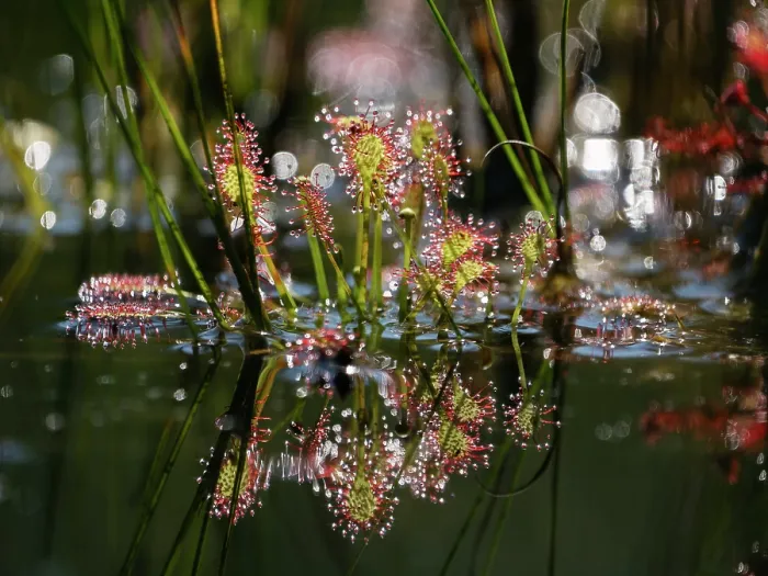Framed Print : Sundew leaves (Drosera intermedia) glistening in sunlight with reflection in pond, Bavaria, Germany. August Framed Print : Sundew leaves (Drosera intermedia) glistening in sunlight with reflection in pond, Bavaria, Germany. August