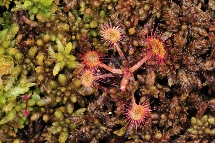Framed Print : Sundew plants {Drosera sp} growing on the forest floor, Bog forest, Kemeri National Park Framed Print : Sundew plants {Drosera sp} growing on the forest floor, Bog forest, Kemeri National Park