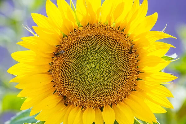 Sunflower (Helianthus annus) Valensole Plateau, Alpes Haute Provence, France, June