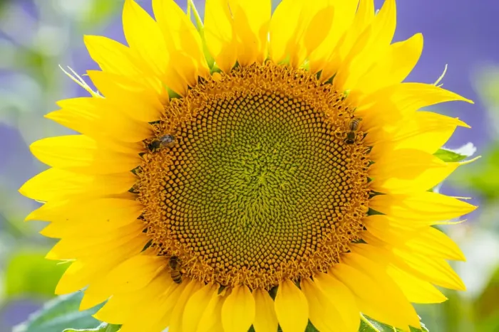 Framed Print : Sunflower (Helianthus annus) Valensole Plateau, Alpes Haute Provence, France, June Framed Print : Sunflower (Helianthus annus) Valensole Plateau, Alpes Haute Provence, France, June