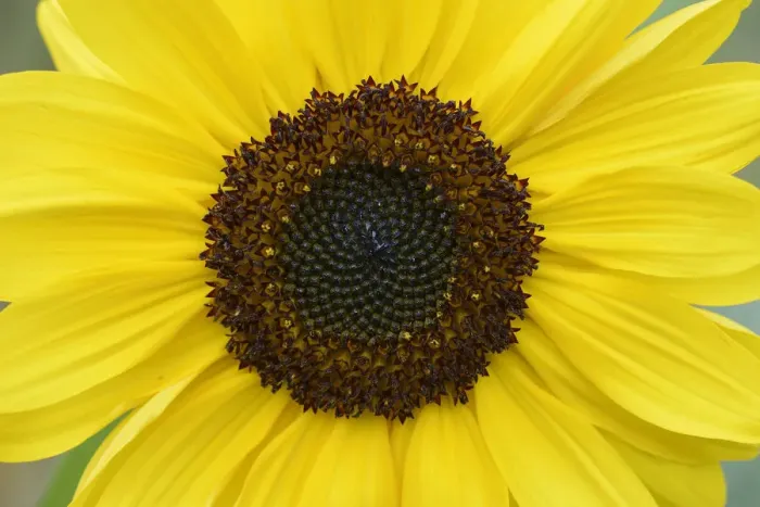 Framed Print : Sunflower (Helianthus annuus) Vosges, France, September