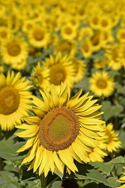Sunflowers {Helianthus annuus} Spain