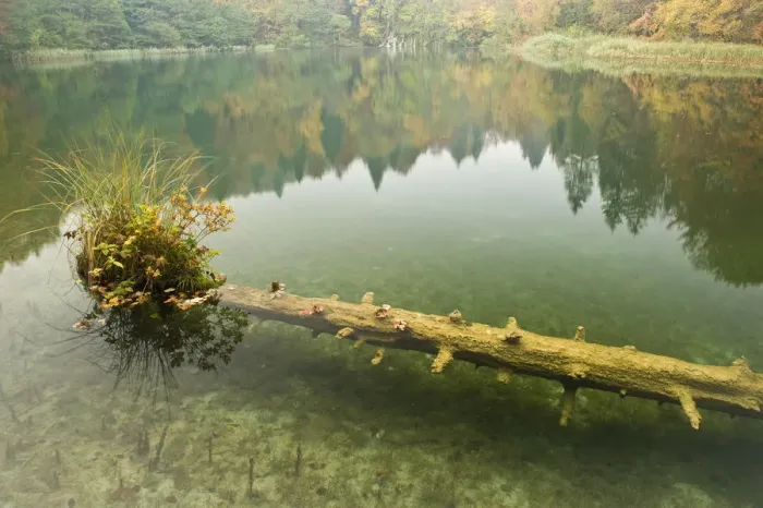 Framed Print : Sunken tree trunk with vegetation in Batinovac lake, Upper Lakes, Plitvice Lakes National Park Framed Print : Sunken tree trunk with vegetation in Batinovac lake, Upper Lakes, Plitvice Lakes National Park