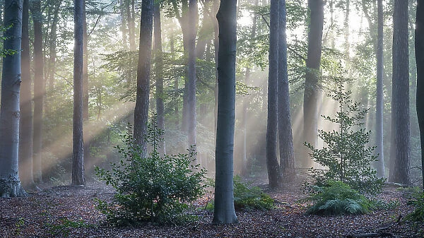 Sunrays through forest of Beech (Fagus sp.), Fir (Abies sp.) and Holly (Ilex sp.) trees, Peerdsbos, Brasschaat, Belgium. September