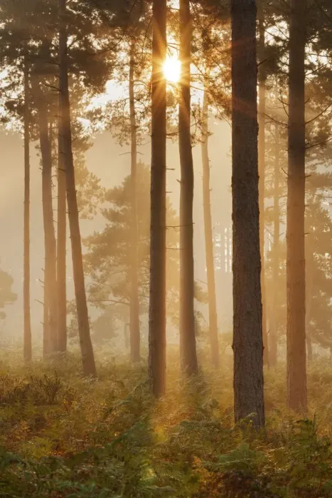 Framed Print : Sunrise in coniferous woodland. Gore Heath, Dorset, England, UK, September Framed Print : Sunrise in coniferous woodland. Gore Heath, Dorset, England, UK, September