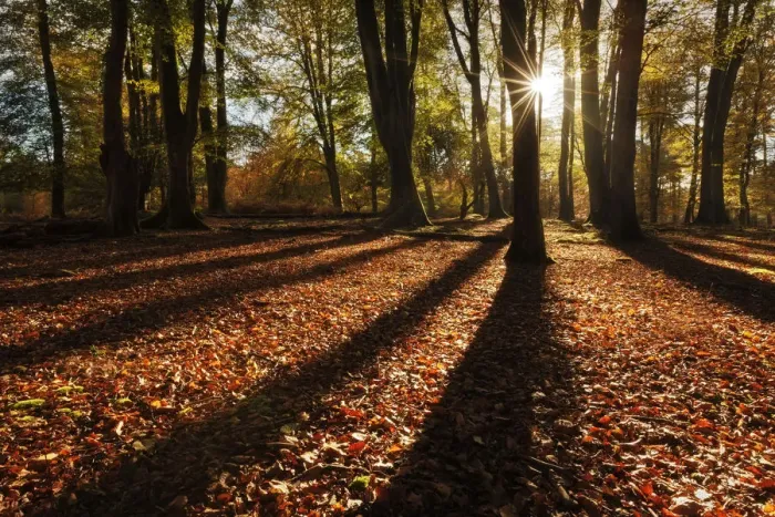 Framed Print : Sunrise through deciduous woodland with beech trees casting long shadows. Bolderwood Framed Print : Sunrise through deciduous woodland with beech trees casting long shadows. Bolderwood