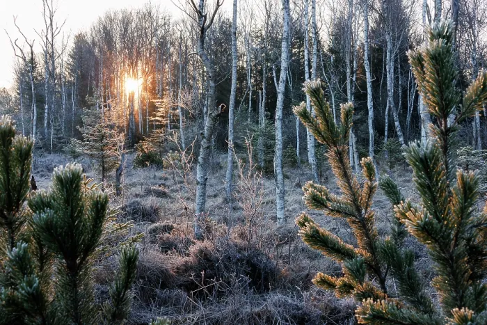 Framed Print : Sunrise over frosty moorland with birches and pine trees, Upper Bavaria, Germany. April, 2023 Framed Print : Sunrise over frosty moorland with birches and pine trees, Upper Bavaria, Germany. April, 2023