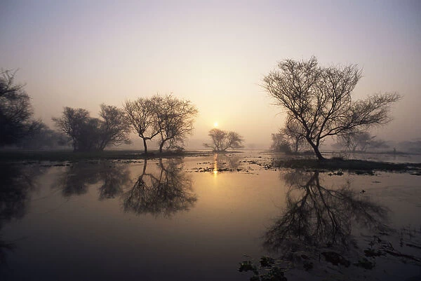 Sunrise over lake, Keoladeo Ghana  /  Bharatpur NP, Rajasthan, India