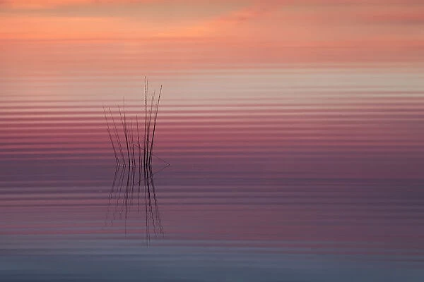 Sunrise reflected in water with ripples, Klein Schietveld, Brasschaat, Belgium