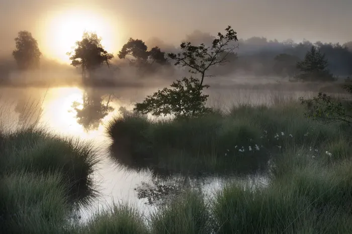 Framed Print : Sunrise over wetland in Klein Schietveld, heatland, Brasschaat, Belgium, April Framed Print : Sunrise over wetland in Klein Schietveld, heatland, Brasschaat, Belgium, April