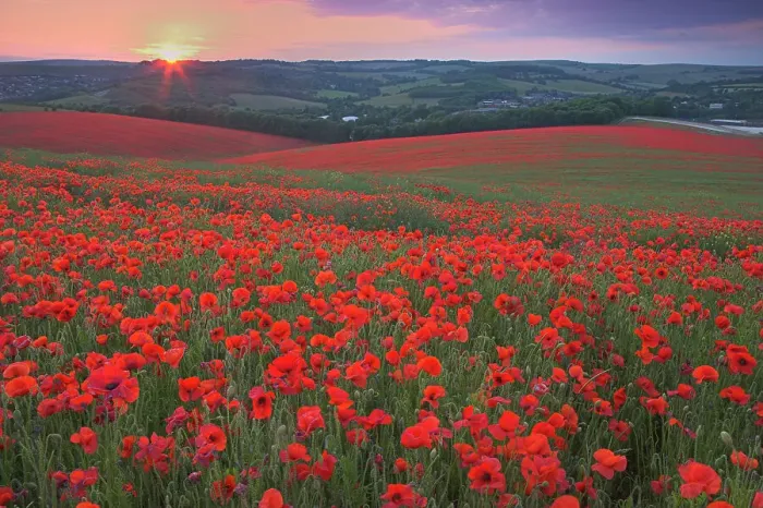 Framed Print : Sunset over fields of Common poppies (Papaver rhoeas) South Downs, West Sussex, England. June 2009 Framed Print : Sunset over fields of Common poppies (Papaver rhoeas) South Downs, West Sussex, England. June 2009