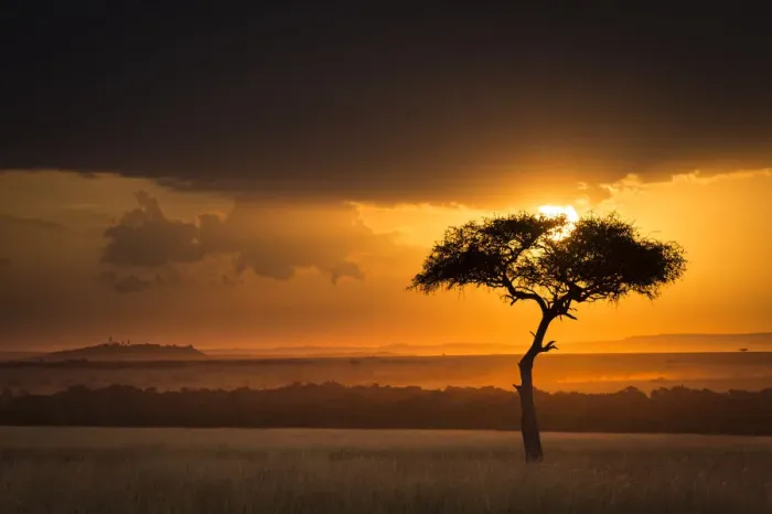 Framed Print : Sunset over savanna landscape image with a lone (Acacia) tree, Masai Mara NR, Kenya Framed Print : Sunset over savanna landscape image with a lone (Acacia) tree, Masai Mara NR, Kenya