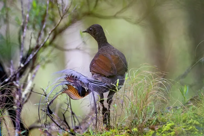 Framed Print : Superb lyrebird (Menura novaehollandiae) male, patrolling his territory, Bungonia Gorge, New South Wales, Australia Framed Print : Superb lyrebird (Menura novaehollandiae) male, patrolling his territory, Bungonia Gorge, New South Wales, Australia