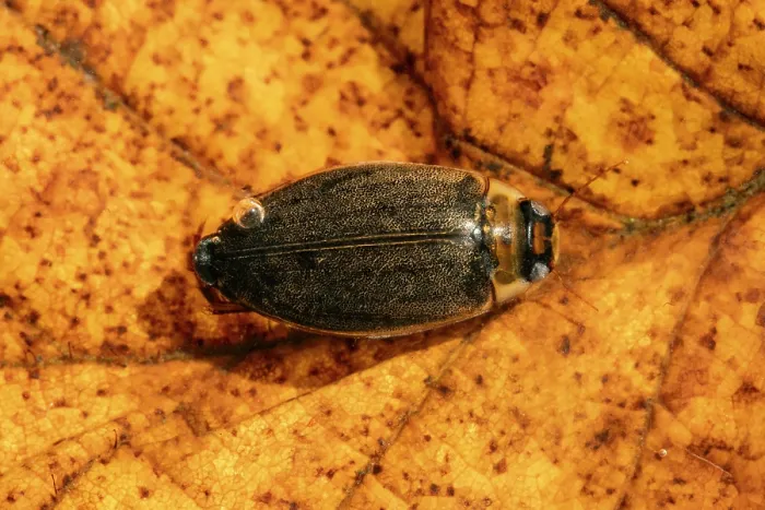 Framed Print : Supertramp beetle (Rhantus suturalis) resting on leaf, Cheshire, England, UK. May. Controlled conditions. Focus stacked Framed Print : Supertramp beetle (Rhantus suturalis) resting on leaf, Cheshire, England, UK. May. Controlled conditions. Focus stacked
