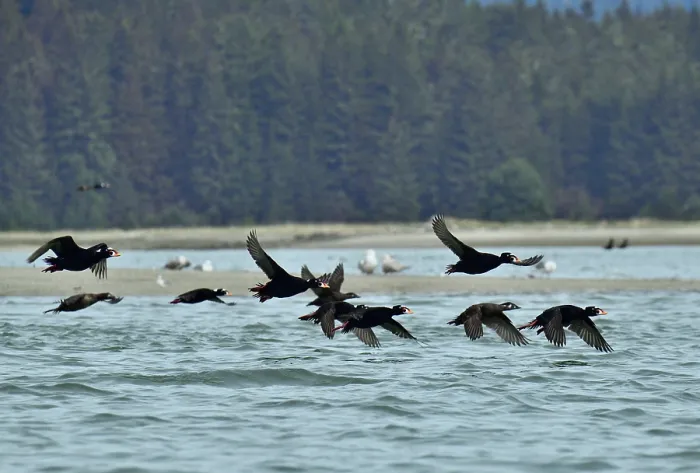 Framed Print : Surf scoters (Melanitta perspicillata) in flight, Mendenhall Wetlands, Juneau. Alaska, USA. May Framed Print : Surf scoters (Melanitta perspicillata) in flight, Mendenhall Wetlands, Juneau. Alaska, USA. May