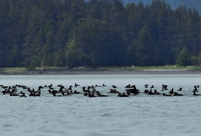 Framed Print : Surf scoters (Melanitta perspicillata) flock on water, Juneau, Alaska, USA. May Framed Print : Surf scoters (Melanitta perspicillata) flock on water, Juneau, Alaska, USA. May