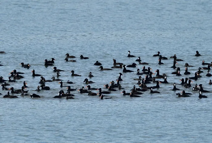 Framed Print : Surf scoters (Melanitta perspicillata) flock on water, Juneau, Alaska, USA. May Framed Print : Surf scoters (Melanitta perspicillata) flock on water, Juneau, Alaska, USA. May