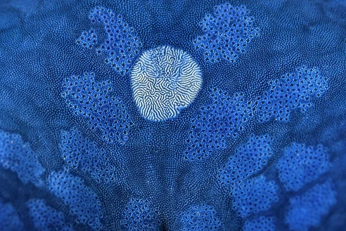 Framed Print : Detail of the surface of a Blue sea star (Linckia laevigata) showing the white madreporite, Lolobau Island, West New Britain, Papua New Guinea, Bismark Sea, Pacific Ocean Framed Print : Detail of the surface of a Blue sea star (Linckia laevigata) showing the white madreporite, Lolobau Island, West New Britain, Papua New Guinea, Bismark Sea, Pacific Ocean