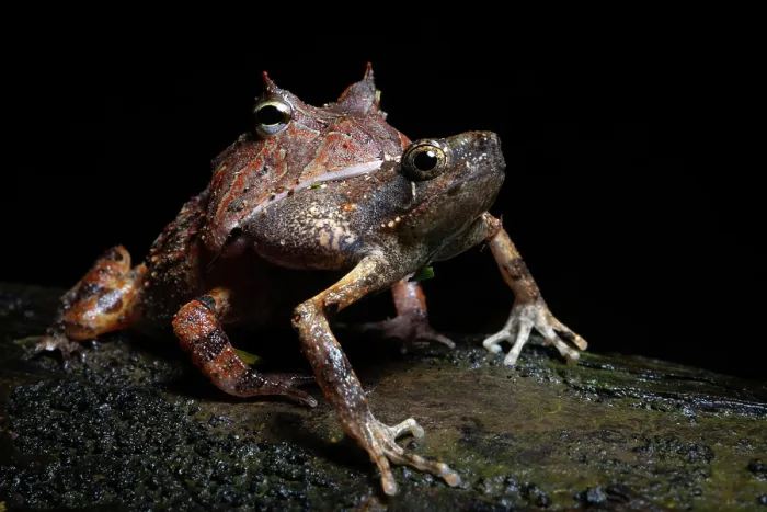 Framed Print : Surinam horned frog (Ceratophrys cornuta) swallowing frog prey in rainforest at night, Madre de dios, Amazon rainforest, Peru Framed Print : Surinam horned frog (Ceratophrys cornuta) swallowing frog prey in rainforest at night, Madre de dios, Amazon rainforest, Peru