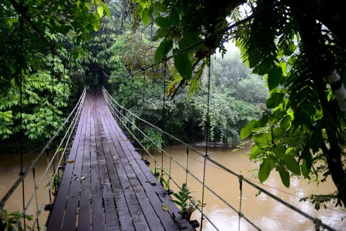 Framed Print : Suspension bridge across the river, entrance to Gunung Mulu National Park UNESCO Framed Print : Suspension bridge across the river, entrance to Gunung Mulu National Park UNESCO