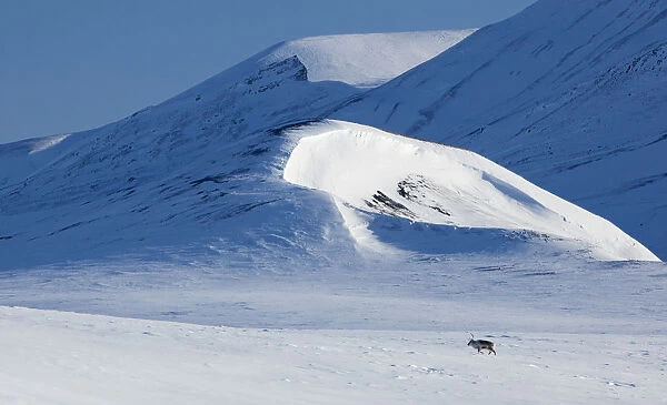 Svalbard reindeer (Rangifer tarandus platyrhynchus) walking through snow, Spitsbergen