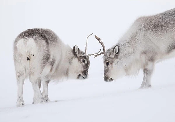 Two Svalbard reindeer (Rangifer tarandus platyrhynchus) interacting, Spitsbergen