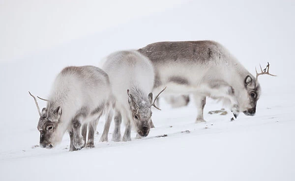 Three Svalbard reindeer (Rangifer tarandus platyrhynchus) grazing, Spitsbergen, Svalbard