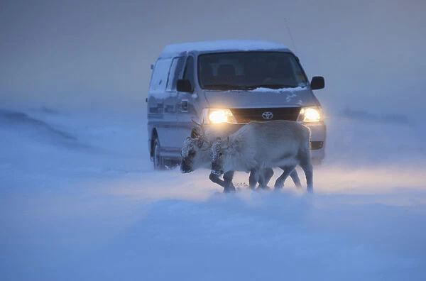 Svalbard reindeer (Rangifer tarandus platyrhynchus) walking in front of car, Spitsbergen