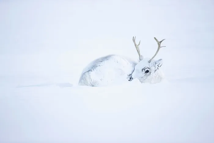Framed Print : Svalbard reindeer (Rangifer tarandus platyrhynchus) resting covered in snow, Svalbard, Norway. March Framed Print : Svalbard reindeer (Rangifer tarandus platyrhynchus) resting covered in snow, Svalbard, Norway. March