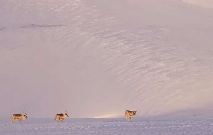 Framed Print : Three Svalbard reindeers (Rangifer tarandus platyrhynchus) walking in snow in beautiful light, Svalbard, Norway. March Framed Print : Three Svalbard reindeers (Rangifer tarandus platyrhynchus) walking in snow in beautiful light, Svalbard, Norway. March