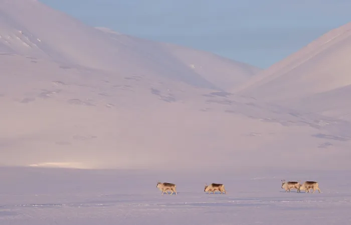 Framed Print : Four Svalbard reindeers (Rangifer tarandus platyrhynchus) walking over snowy landscape, Svalbard, Norway. March Framed Print : Four Svalbard reindeers (Rangifer tarandus platyrhynchus) walking over snowy landscape, Svalbard, Norway. March