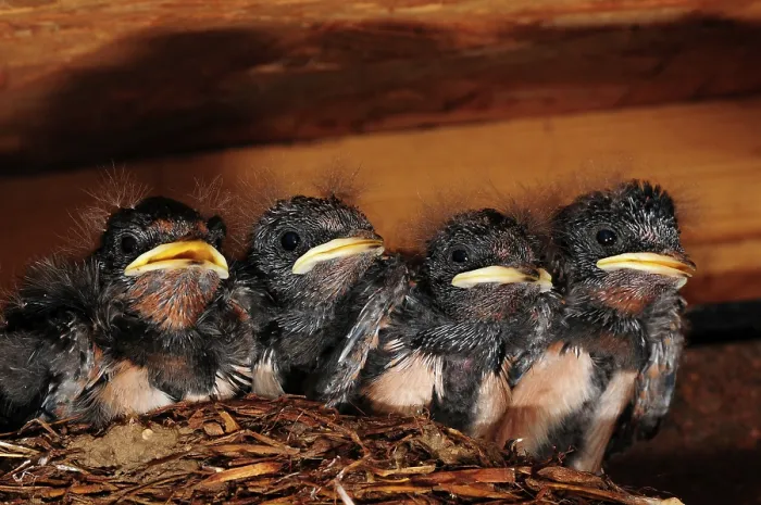 Framed Print : Four Swallow (Hirundo rustica) chicks in nest, Dorset, England, UK. July Framed Print : Four Swallow (Hirundo rustica) chicks in nest, Dorset, England, UK. July